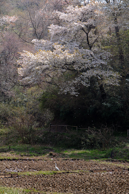 鎌倉中央公園から台峰緑地